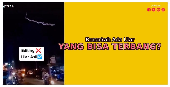 Benarkah Ada Ular Yang Bisa Terbang?