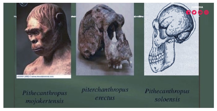 Ciri-ciri Pithecanthropus Soloensis