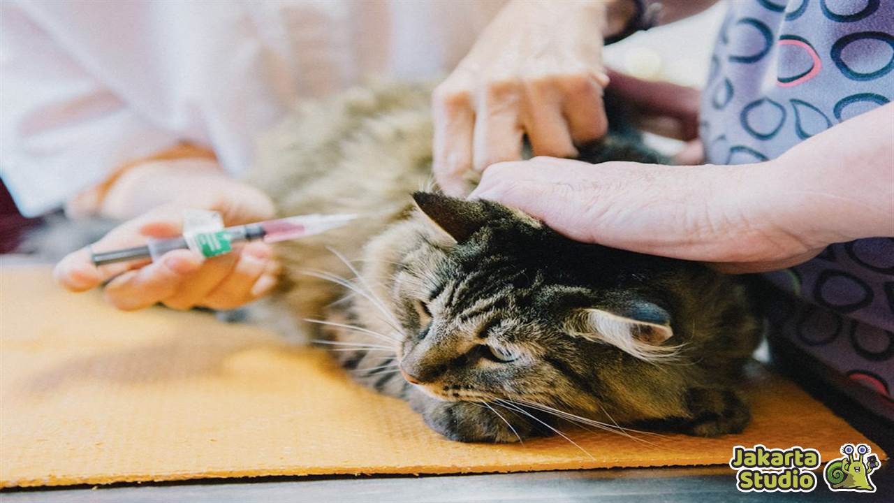 Apakah Kutu Kucing Menular ke Manusia