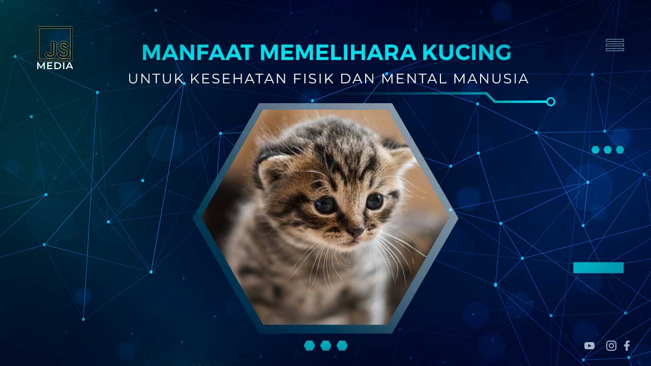 Manfaat Memelihara Kucing Untuk Kesehatan