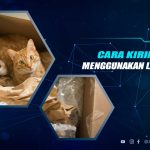 Cara Kirim Kucing Lewat JNE