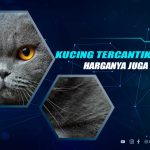 Kucing Tercantik