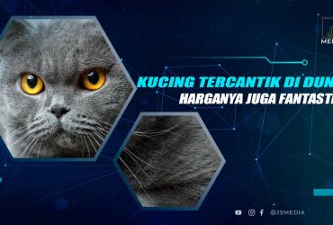 Kucing Tercantik