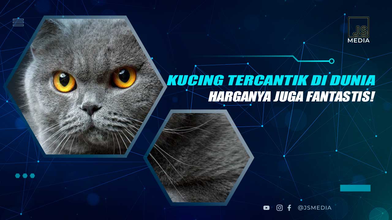 Kucing Tercantik